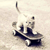 Котенок на скейте