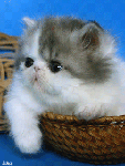 Серо-белый котенок в плетенке