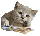 Котик перечитывает почту