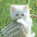 Котёнок играет с корзинкой