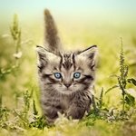 Котёнок в зеленой траве