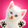 Милый котенок на розовом фоне