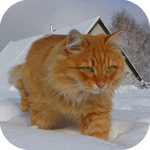 Рыжий кот идет по снегу (1)