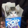 Котенок в коробке из под поп корна