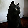 Черный кот (20)