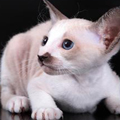 Белый котенок с длинными ушками