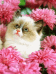 Котенок среди цветов