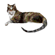 Трехцветный кот