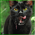 Черный кот (18)