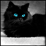 Черный кот (8)