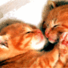 Рыжие котята целуются