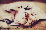 Спящий кот (3)