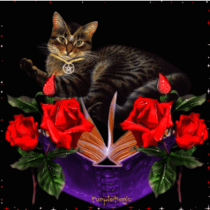 Котик с книгой и розами
