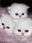 Три белоснежных котенка
