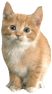 Симпатичный рыженький котенок