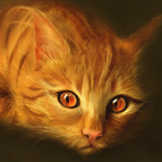 Рыжий кот с удивленным взглядом