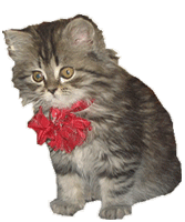 Котик-полосатик с бантиком