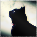 Черный кот (13)