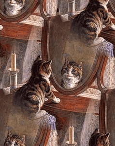 Котики с зеркалом