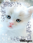 Белый котенок - цвет снегопада