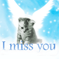 Котёнок-ангел (i miss you)