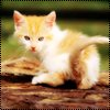 Рыжий котёнок с поднятым хвостиком