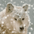  <b>Белый</b> волк зимой 