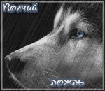  Волчий <b>дождь</b>. Волк с голубыми глазами 