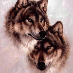 Волки нежно относятся друг к другу