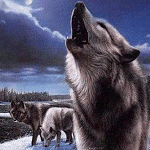  <b>Волки</b> воют в ночи 