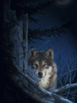 Волк спрятался за деревом, только глаза выдают его присут...