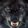 Волк оскалил зубы
