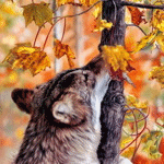Волк нюхает осенние листья в лесу и шевелит ушами