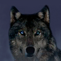  Волк с <b>голубыми</b> глазами 