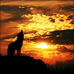  <b>Воющий</b> волк при заходе солнца 