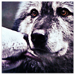 Волк удивленно реагирует на поцелуй сородича