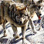Волки идут по снежному насту