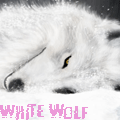 Уставший белый волк, white wolf