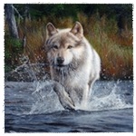 Волк бежит по мелководному ручью, поднимая вокруг брызги