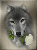 Волк с белой розой