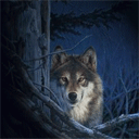 Волк прячется в кустах, лишь глаза поблескивают