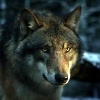 Одинокий волк ночью