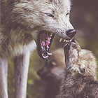 Волк с маленьким волчонком
