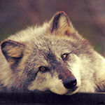 Усталый волк