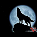 Волк,волчий жождь,синий волк