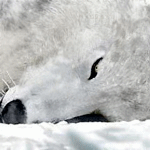 Белый волк на снегу