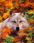Волк в осенних листьях