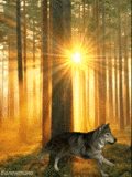Волк в вечернем лесу