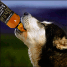 Волк пьет пиво