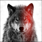Волк с серьезным взглядом на белом фоне